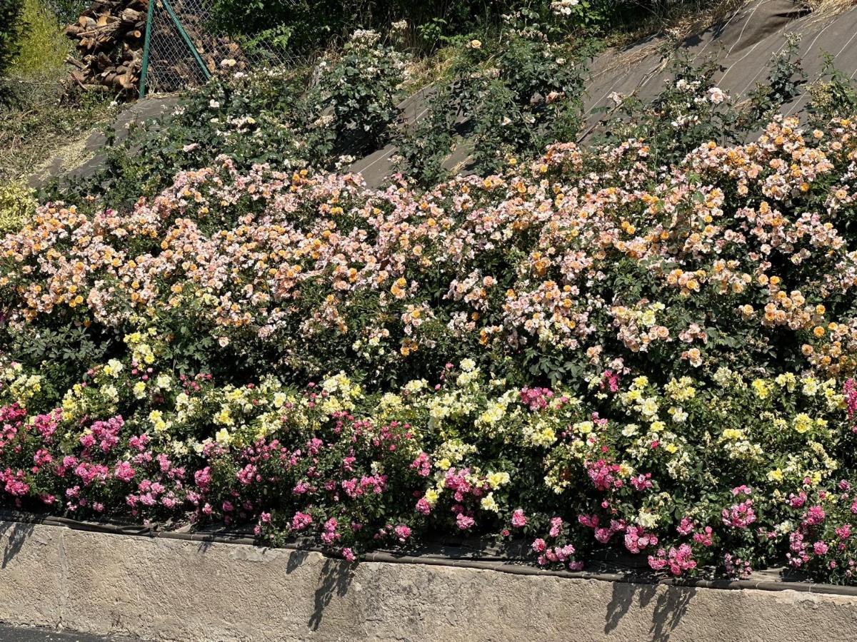 Au Parfum Des Roses Apartman Gunstett Kültér fotó