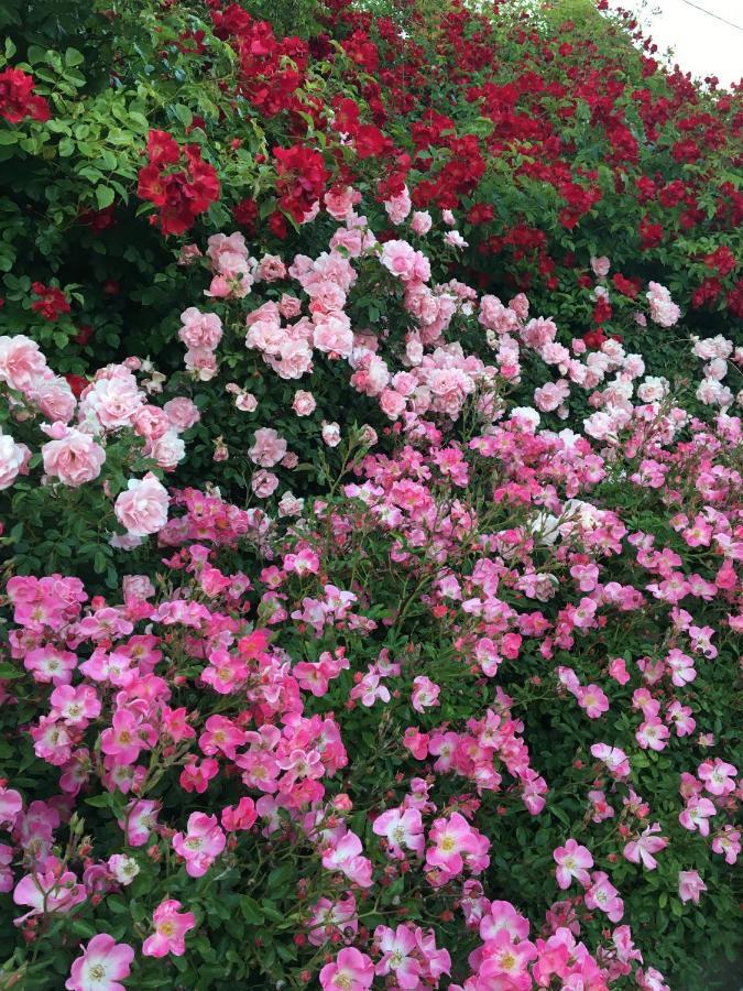 Au Parfum Des Roses Apartman Gunstett Kültér fotó